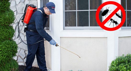 Kurucaşile Kemirgen İlaçlama böcek ilaçlama ve haşere kontrolü — ilaclama-tr.com